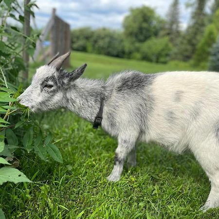Gite - La Ruee Vers L'Orge Trois-Rivières Zewnętrze zdjęcie