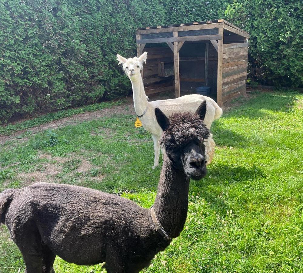 Gite - La Ruee Vers L'Orge Trois-Rivières Zewnętrze zdjęcie
