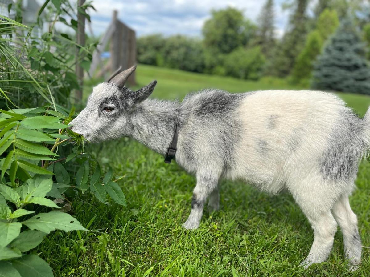 Gite - La Ruee Vers L'Orge Trois-Rivières Zewnętrze zdjęcie
