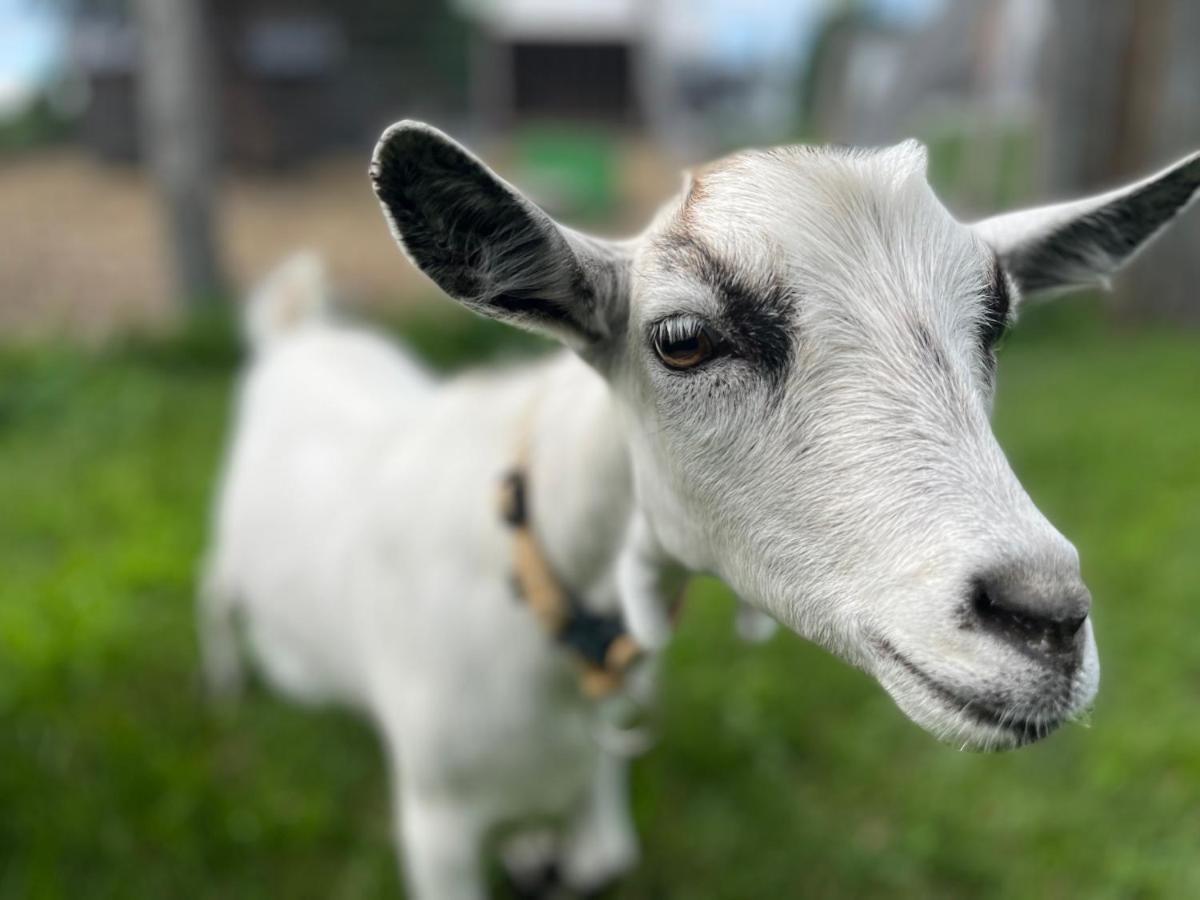 Gite - La Ruee Vers L'Orge Trois-Rivières Zewnętrze zdjęcie